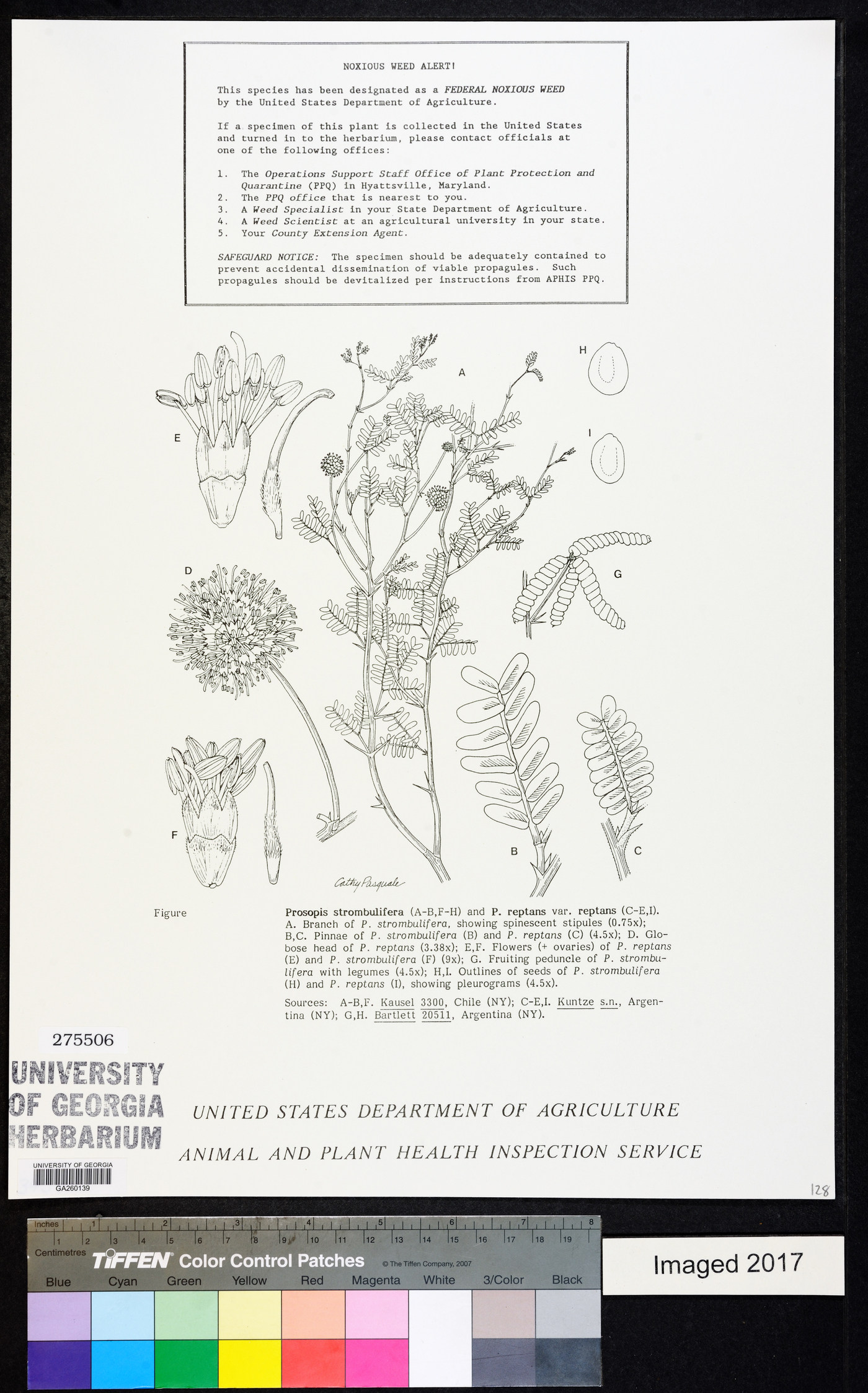 Prosopis strombulifera image