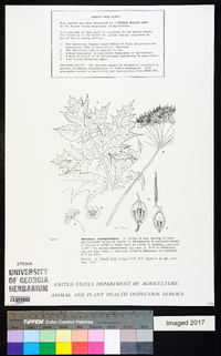 Heracleum mantegazzianum image