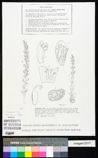 Orobanche minor image