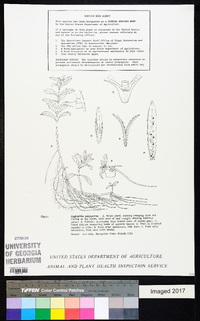 Hygrophila polysperma image