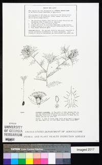 Carthamus oxyacantha image