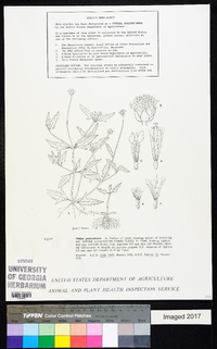 Tridax procumbens image