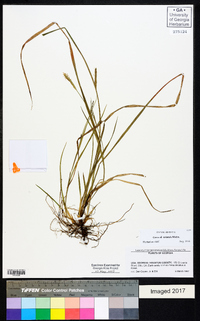 Carex striatula image