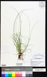 Carex texensis image