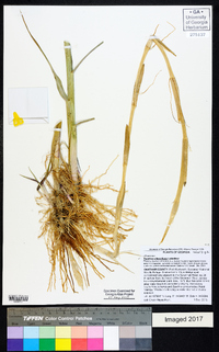 Spartina alterniflora image