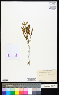 Salicornia bigelovii image