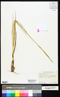 Spartina alterniflora image