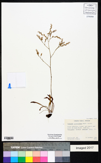 Limonium carolinianum image