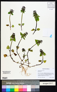 Lamium purpureum image