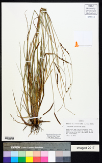 Paspalum plicatulum image