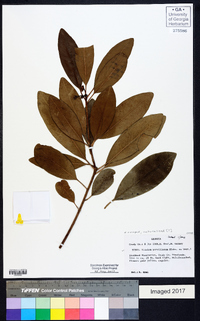 Illicium parviflorum image