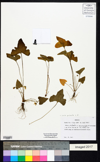 Viola palmata image