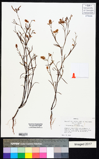 Polygonella fimbriata image