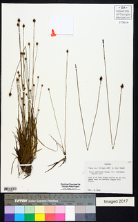 Xyris difformis var. curtissii image