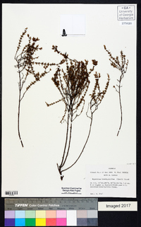 Hypericum brachyphyllum image