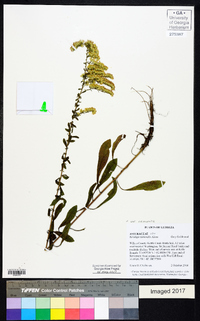 Solidago nemoralis var. nemoralis image