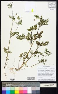 Chaerophyllum tainturieri var. tainturieri image