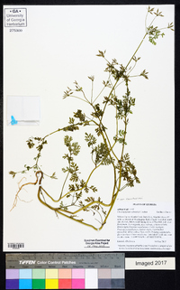 Chaerophyllum tainturieri var. tainturieri image