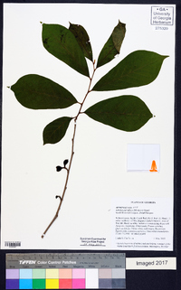 Asimina parviflora image