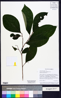 Asimina parviflora image