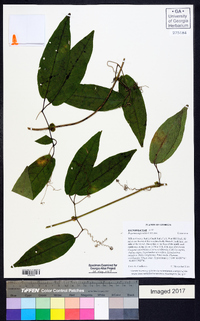 Bignonia capreolata image