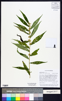 Solidago curtisii image