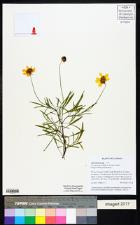 Coreopsis grandiflora image