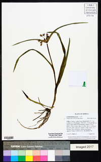 Tradescantia hirsuticaulis image