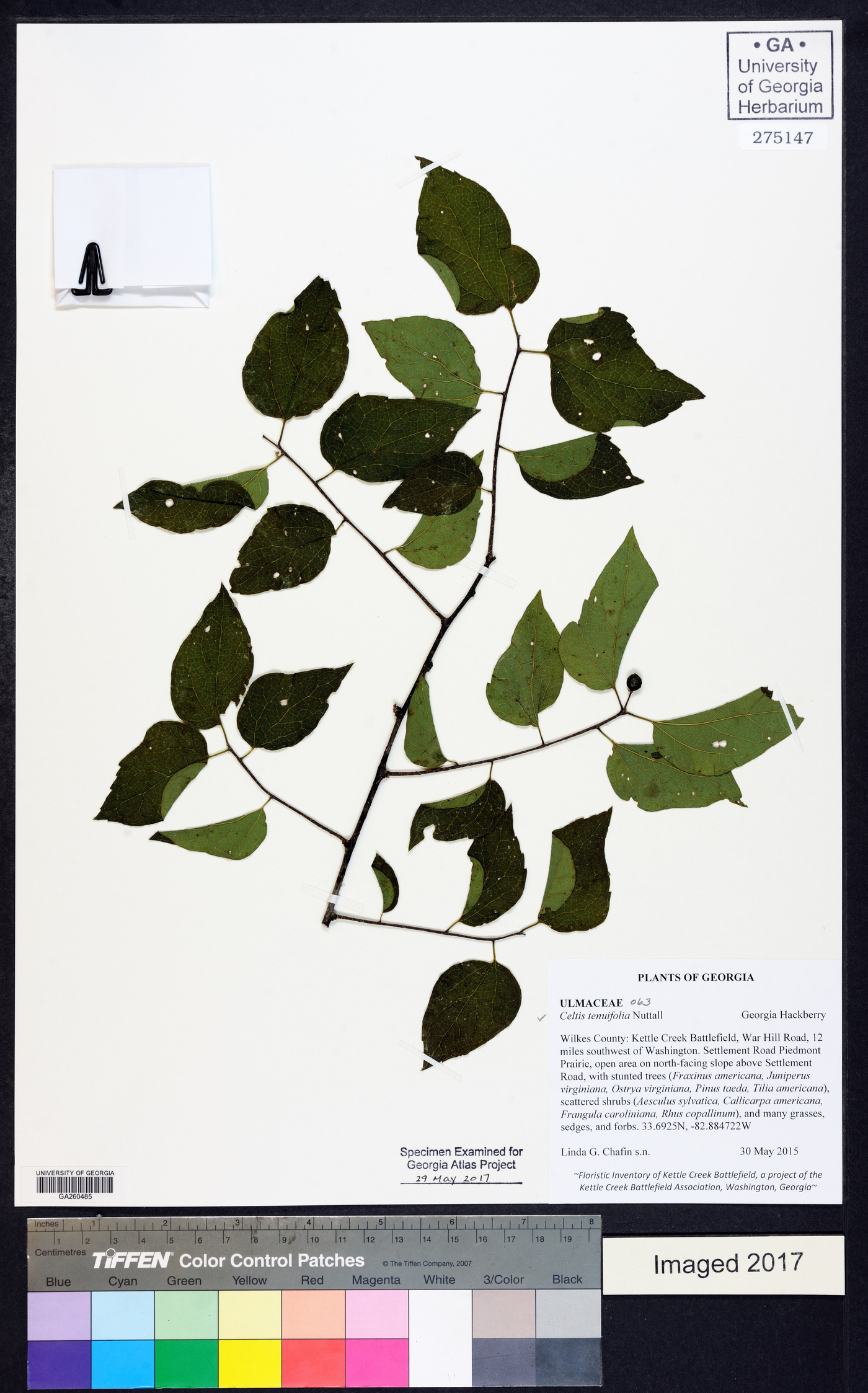 Celtis tenuifolia image
