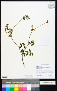 Tephrosia spicata image