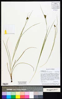 Carex complanata image