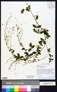 Lespedeza procumbens image