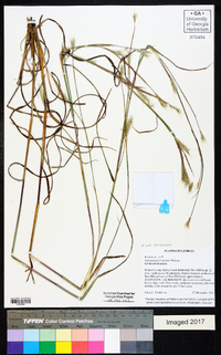 Andropogon ternarius image