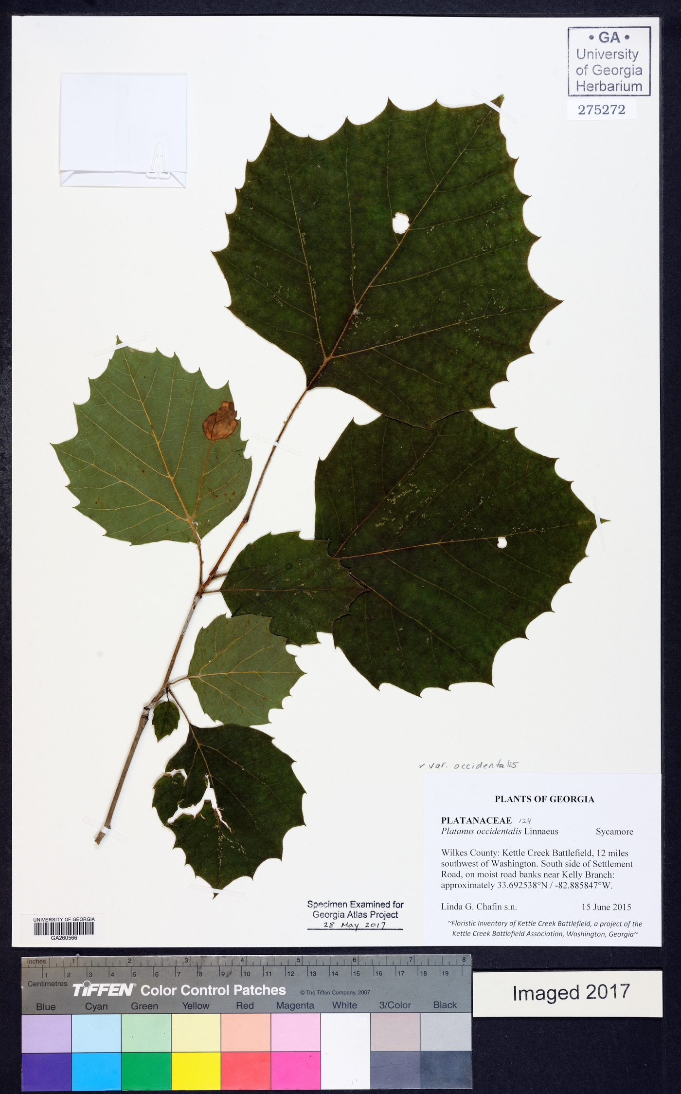 Platanus occidentalis var. occidentalis image