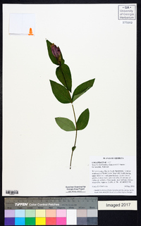 Spigelia marilandica image