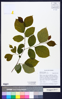 Styrax grandifolius image