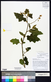 Solanum carolinense var. carolinense image