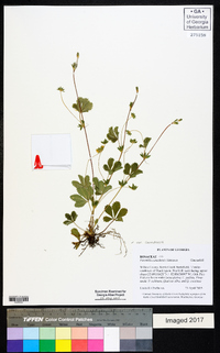 Potentilla canadensis var. canadensis image