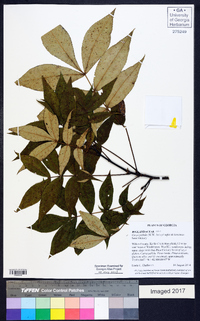 Carya pallida image