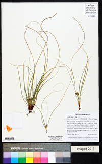 Carex tonsa image