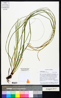 Carex cherokeensis image