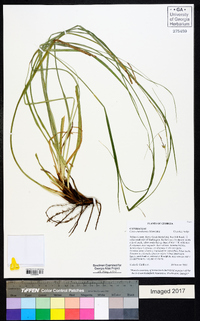 Carex cherokeensis image