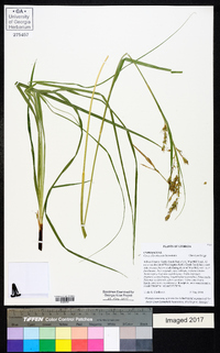 Carex cherokeensis image