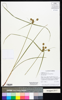 Cyperus echinatus image