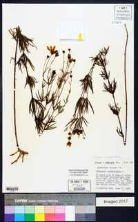 Coreopsis delphiniifolia image