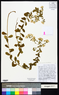 Sericocarpus tortifolius image