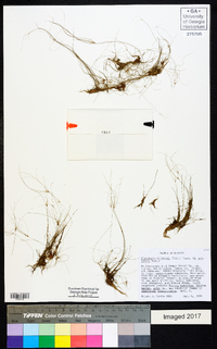 Eleocharis baldwinii image