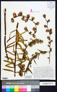 Liatris squarrulosa image