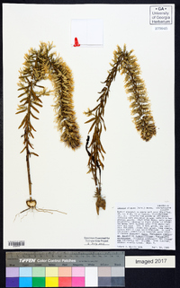 Liatris elegans image