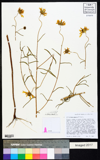 Helianthus angustifolius image